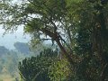 323 321 P1130430_cr